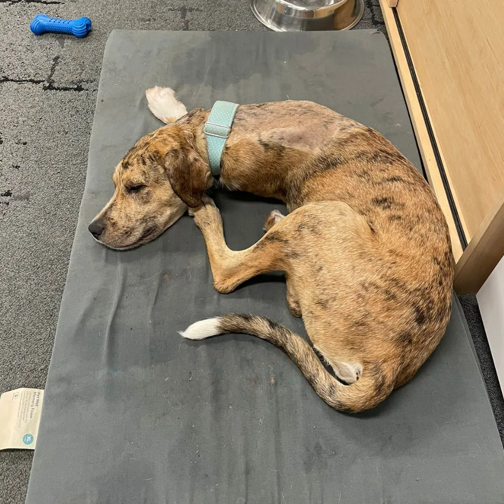Boof Rescue Stories