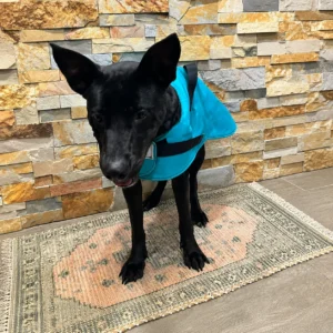Joey Rescue Stories