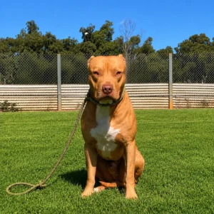 Pumba's Rescue Stories