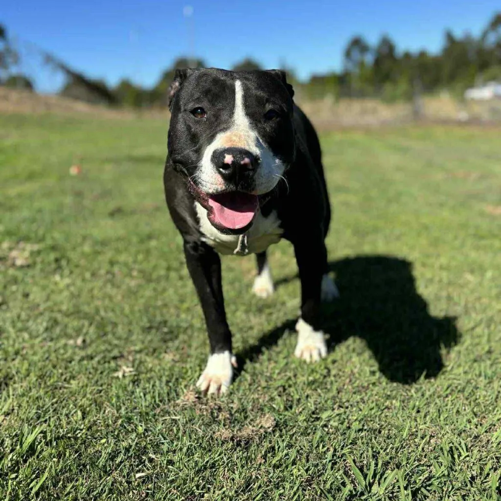 Ruby-Rescue-Stories