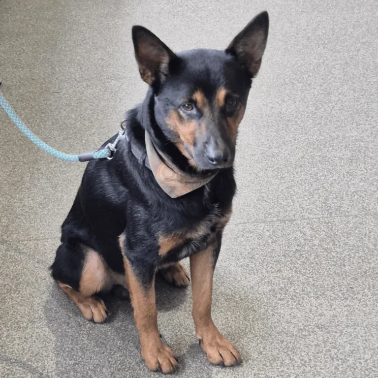 cujo-rescue-dog-2