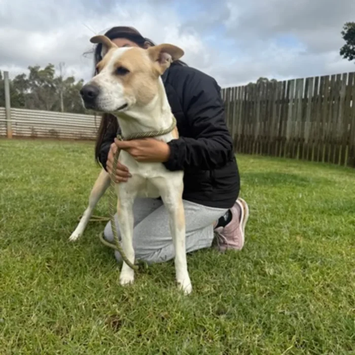 enzo-rescue-dog-1