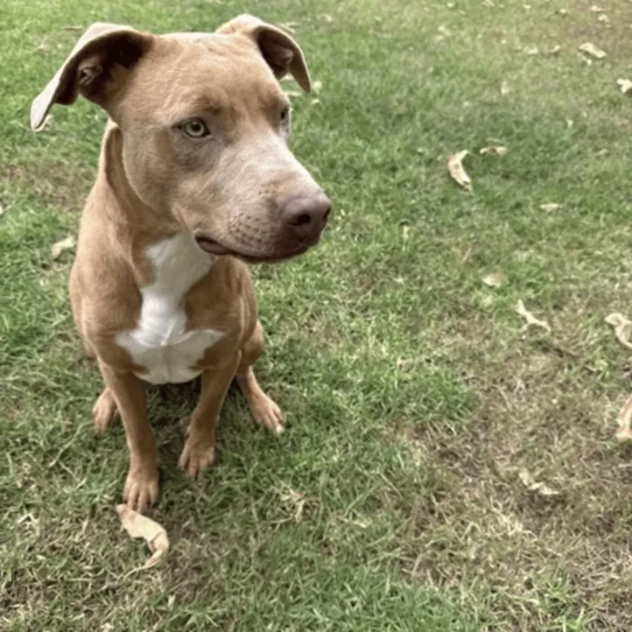 frost-rescue-dog-1