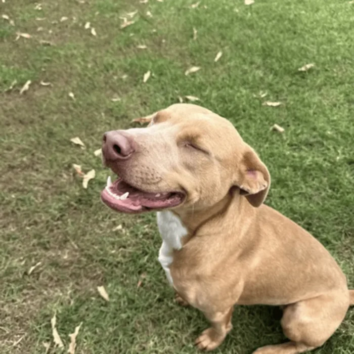 frost-rescue-dog-3