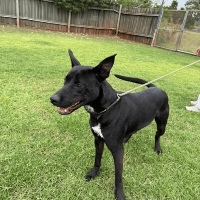 joey-rescue-dog-4