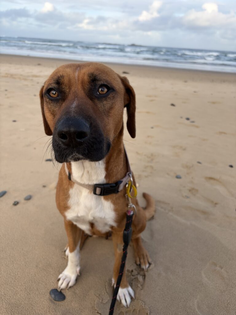 rescue-stories-bella
