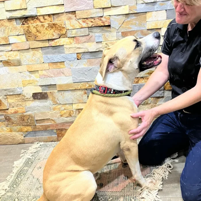 rex-rescue-dog-2
