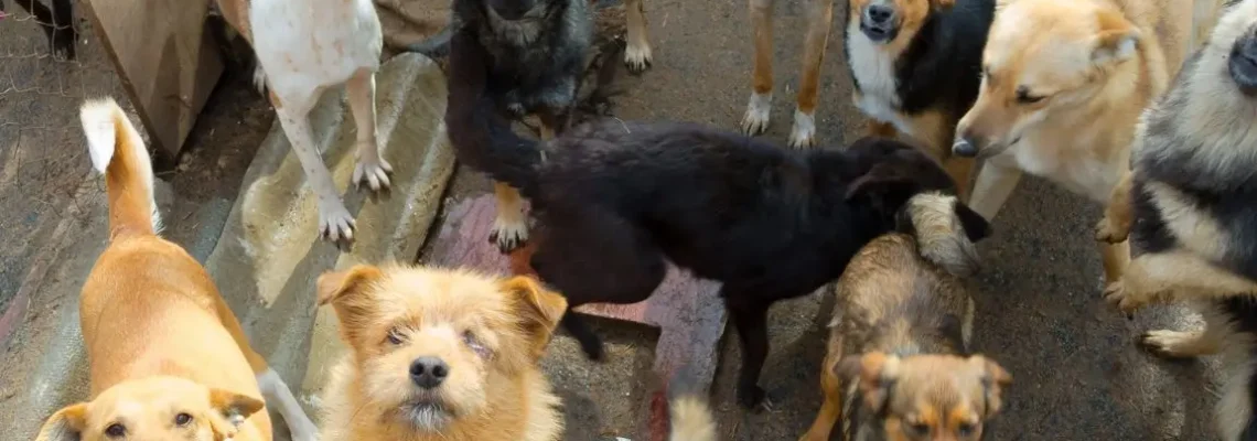 Behavior of Stray Dogs